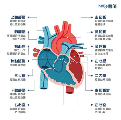 心臟位置圖|心臟好不好 自己摸摸這5個部位就知道